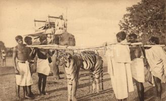 Captured tiger in India