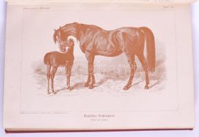 Schwarznecker, [Gustav]: Pferdezucht. Rassen, Züchtung und Haltung des Pferdes. Berlin, 1894, Paul P...