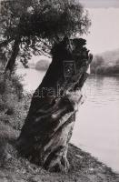 Famunkák. Két vintage fotóművészeti alkotás. Jelzés nélkül Zselatinos ezüst nagyítás. 40x30 cm papír...