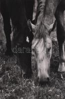 Legelő lovak vintage fotóművészeti alkotás . Jelzés nélkül 39x29 cm Paszpartuban