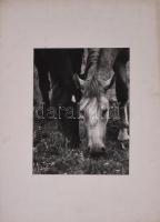 Legelő lovak vintage fotóművészeti alkotás . Jelzés nélkül 39x29 cm Paszpartuban