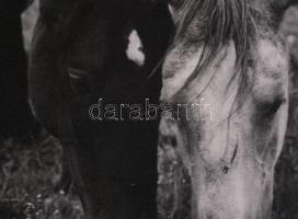 Legelő lovak vintage fotóművészeti alkotás . Jelzés nélkül 39x29 cm Paszpartuban