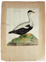 Francois Nicolas Martinet - Buffon: Eider Male - Dunalúd színezett rézmetszetű képe. 21x24 cm Kis beszakadással nagy margókkal