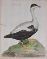 Francois Nicolas Martinet - Buffon: Eider Male - Dunalúd színezett rézmetszetű képe. 21x24 cm Kis be...