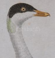 Francois Nicolas Martinet - Buffon: Eider Male - Dunalúd színezett rézmetszetű képe. 21x24 cm Kis be...