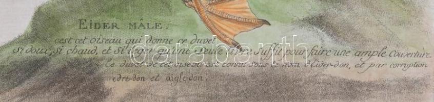 Francois Nicolas Martinet - Buffon: Eider Male - Dunalúd színezett rézmetszetű képe. 21x24 cm Kis be...
