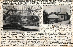 1902 Budapest VIII. Egyetemi növénykert, Victoria regia, Victoria ház (felületi sérülés / surface damage)