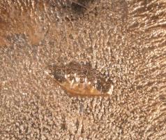 Delfines fülbevaló pár sárga arany 14K jelzett 5,12 g 1,5 cm