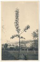1950 Szászcsór, Sassenberg, Sasciori; virágzó fa / blooming tree. photo