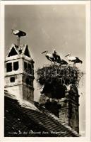 Ruszt, Rust am Neusiedlersee; Störche. Verlag Edmund Frankendorfer / gólyák / storks