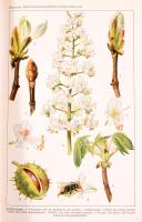 Wefelscheid, Gustav, Richard Fischer und . Schmeil-Norrenberg:
Naturkunde für höhere Lehranstalten ...