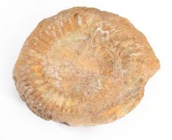 Nagyméretű ammoniter fosszília, 15x13 cm