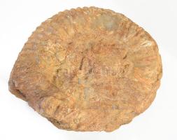 Nagyméretű ammoniter fosszília, 15x13 cm