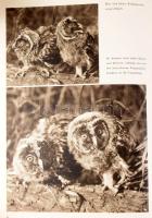 V. J. Stanek: Der Geheimnisvolle Wald. [A titokzatos erdő.] Prága, 1954, Artia. Fekete-fehér fotókka...