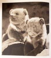 V. J. Stanek: Der Geheimnisvolle Wald. [A titokzatos erdő.] Prága, 1954, Artia. Fekete-fehér fotókka...