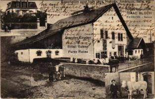 Payerne, Isaac Bloch Grandes Ecuries de Bétail Suisse Pures Races, Villa Caroline / Large Swiss Pure...