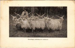 1933 Hortobágy, pödrött szarvú rackanyáj (EB)