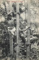 Tree climbers in Ceylon