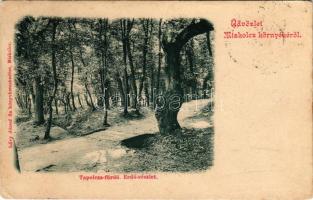 1901 Miskolctapolca, Görömbölytapolca, Görömbölyi-Tapolca, Tapolca (Miskolc); erdő részlet. Lővy József fia kiadása (EK)
