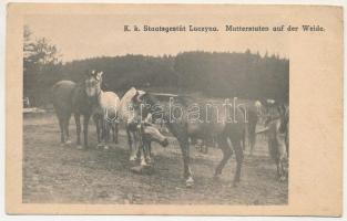 Lucina, Luczyna (Radauti, Radóc, Radautz; Bukovina, Bucovina, Bukowina); K. k. Staatsgestüts, Mutterstuten auf der Weide. Verlag Buchhandlung Hermann Herzberg (Radautz) / k.u.k. stud farm, State stud mares on the fields (EB)