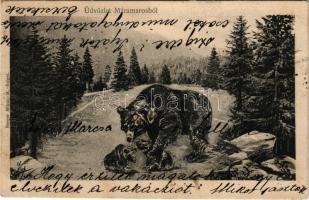 1904 Tatármező (Máramaros, Priszlop alatt), medve és medvebocsok. Berger Miksa kiadása / bear and bear cubs under Prislop in Maramures (b)