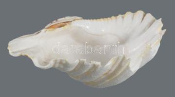 Nagyobb kagylóhéj, 20x14 cm