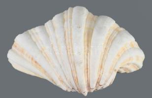Nagyobb kagylóhéj, 20x14 cm