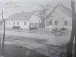 ca 1900 5 db üveg negatív 10x12 cm