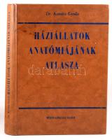 Kovács Gyula: Háziállatok anatómiájának atlasza. Szerk.: Dr. - -. Bp., 1965, Mezőgazdasági, 439 p. Kiadói nyl-kötés, kissé foltos, kissé kopott borítóval, a hátsó borító sarkán ütődésnyommal.