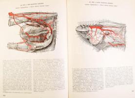 Kovács Gyula: Háziállatok anatómiájának atlasza. Szerk.: Dr. - -. Bp., 1965, Mezőgazdasági, 439 p. K...
