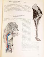 Kovács Gyula: Háziállatok anatómiájának atlasza. Szerk.: Dr. - -. Bp., 1965, Mezőgazdasági, 439 p. K...