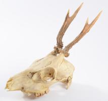 Őz trófea, h: 28 cm