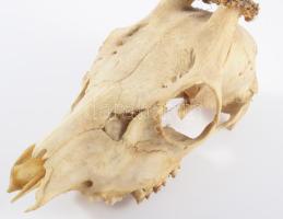 Őz trófea, h: 28 cm