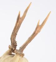 Őz trófea, h: 28 cm