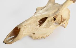 Nagyméretű trófea, h: 88 cm /// KIZÁRÓLAG SZEMÉLYES ÁTVÉTEL, NEM POSTÁZZUK! / ONLY PERSONAL COLLECTI...