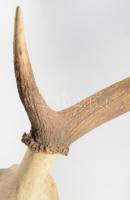 Nagyméretű trófea, h: 88 cm /// KIZÁRÓLAG SZEMÉLYES ÁTVÉTEL, NEM POSTÁZZUK! / ONLY PERSONAL COLLECTI...