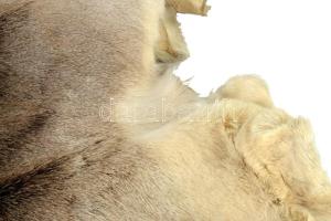 Kecske? prém, szakszerűen kikészítve, cca 120x110 cm