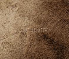 Kecske? prém, szakszerűen kikészítve, cca 120x110 cm