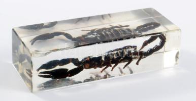 Skorpió, műgyantába öntve, 11x4 cm