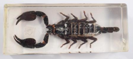 Skorpió, műgyantába öntve, 11x4 cm