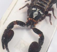 Skorpió, műgyantába öntve, 11x4 cm