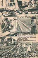 A Mauthner Ödön Magtermelő és Magkereskedő Rt. aktuális vető- és virágmag-árjegyzéke. (1940.)
Budap...