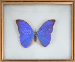 Morpho Anaxibia preparátum, üvegezett keretben, 19x25 cm