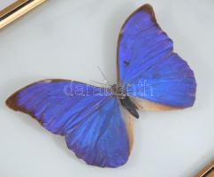 Morpho Anaxibia preparátum, üvegezett keretben, 19x25 cm