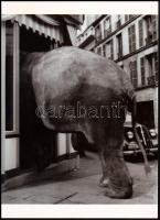 cca 1950 "Az elefánt látogatása egy porcelánboltba", 1 db modern nagyítás, jelzés nélkül, 21x15 cm