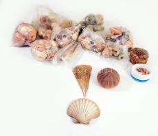 Doboznyi kagyló, csiga tétel.