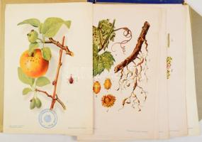 Növényvédelem és Kertészet színes képsorozatai. II. kötet. Szerk.: Kerekes Lajos. A gyümölcs kártevő...