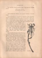 Aradi vértanúk albuma. Arad sz. kir. város közönsége és az aradi "Kölcsey-egyesület" megbí...