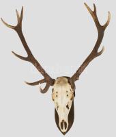 Nagyméretű trófea, cca 102x75 cm /// KIZÁRÓLAG SZEMÉLYES ÁTVÉTEL, NEM POSTÁZZUK! / ONLY PERSONAL COLLECTION AT OUR OFFICE!