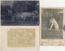 6 db RÉGI motívum képeslap: állatos fotók és lapok / 6 pre-1945 motive postcards: cards and photos with animals